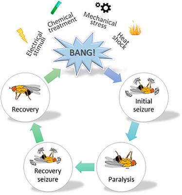 Molecular and Clinical Repercussions of GABA Transporter 1 Variants Gone Amiss: Links to Epilepsy and Developmental Spectrum Disorders